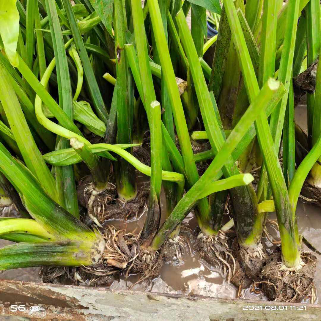 慈姑水生植物苗茨菇种水培花卉净化水面燕尾绿植