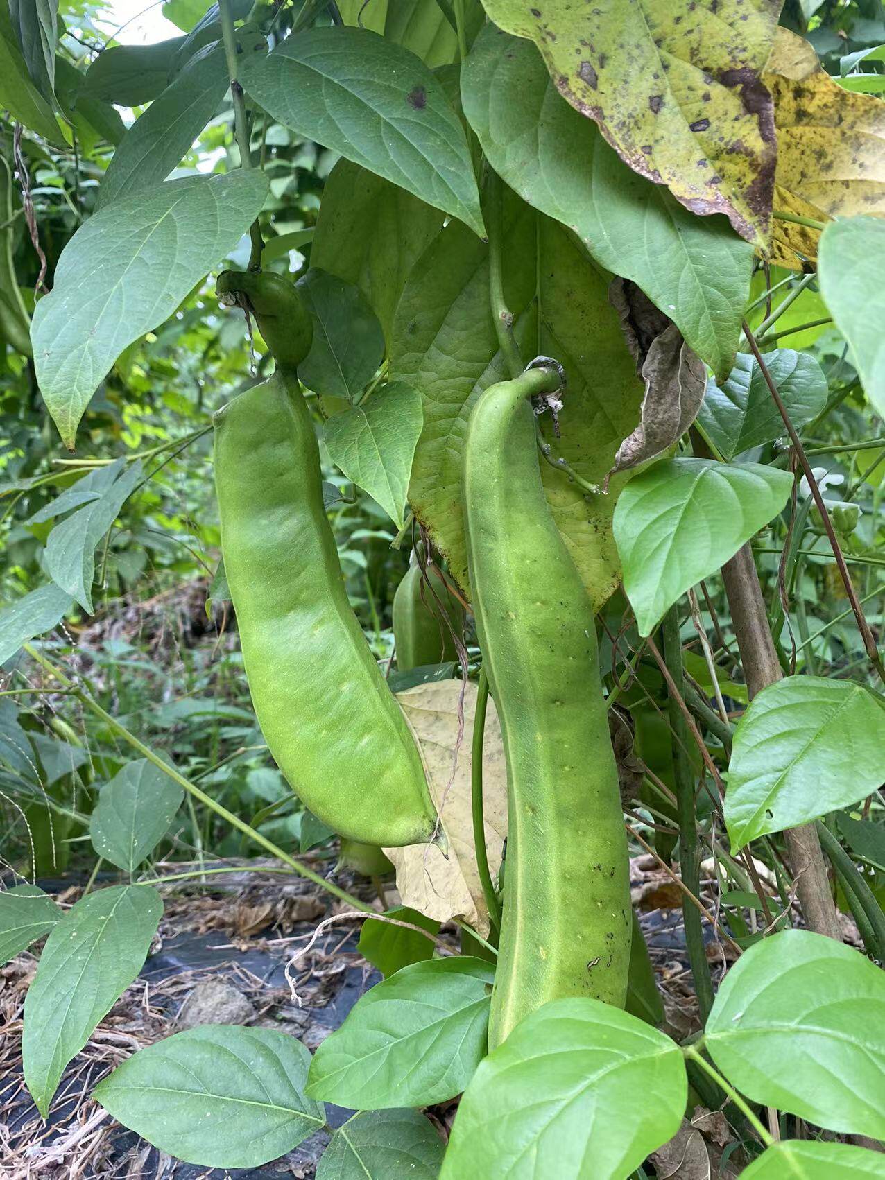 刀豆江西农家自种自然成熟种子刀把中药材药引其它