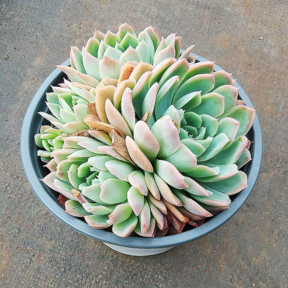 海蓝多头植物花卉趣味阳台客厅庭院盆栽防辐射多肉植物