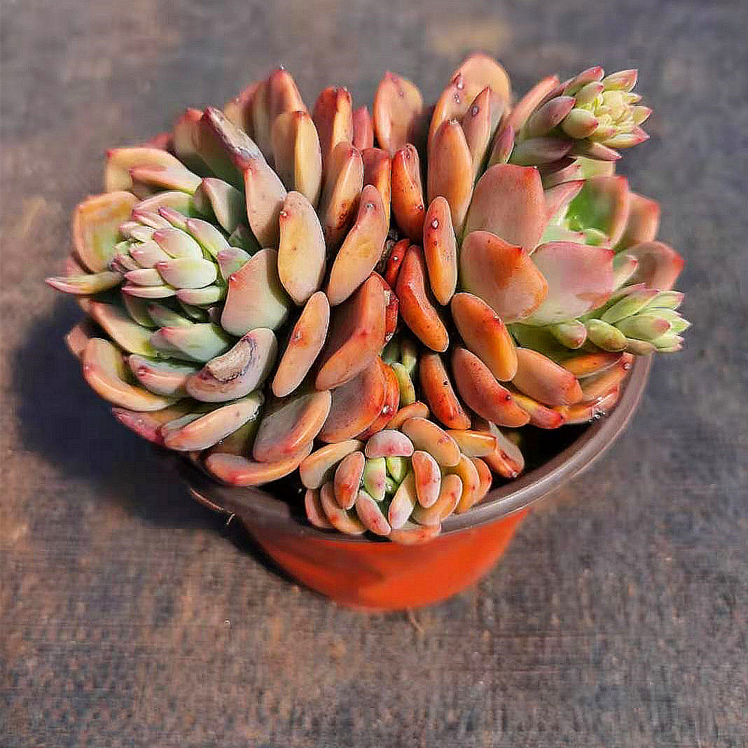 芬达多肉群生植物花卉趣味盆栽防辐射净化空气良木多肉植物