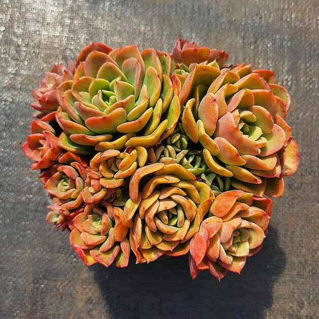 高贵多头多肉昆明5年老店基地防辐射窗台趣味多肉植物