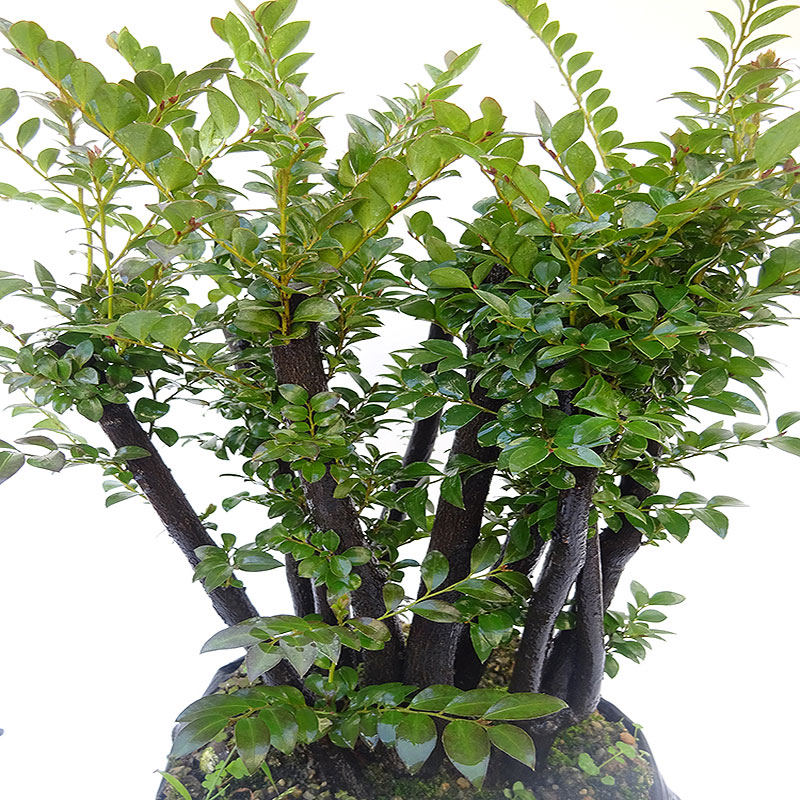 四季常青植物 室内绿植 除甲醛 小叶紫檀盆景客厅盆栽