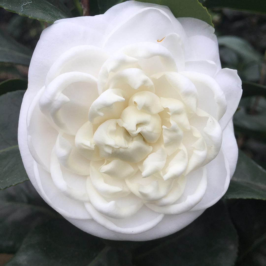 盆栽阳台庭院东方亮白茶花绿植名贵白茶花卉室内花卉