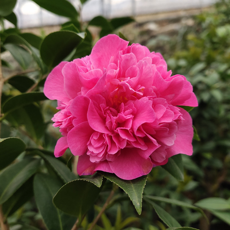黛比新西兰冠军名贵杂怒茶花盆栽粉色花卉