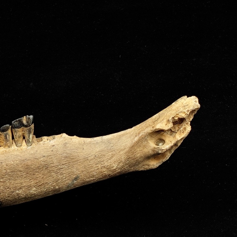 化石标本冰河时期野牛下颚颚骨牙齿原石古生物摆件
