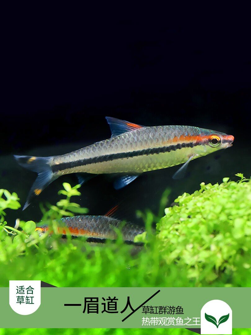 热带鱼观赏鱼小型一眉道人人鱼水族活体草缸淡水鱼