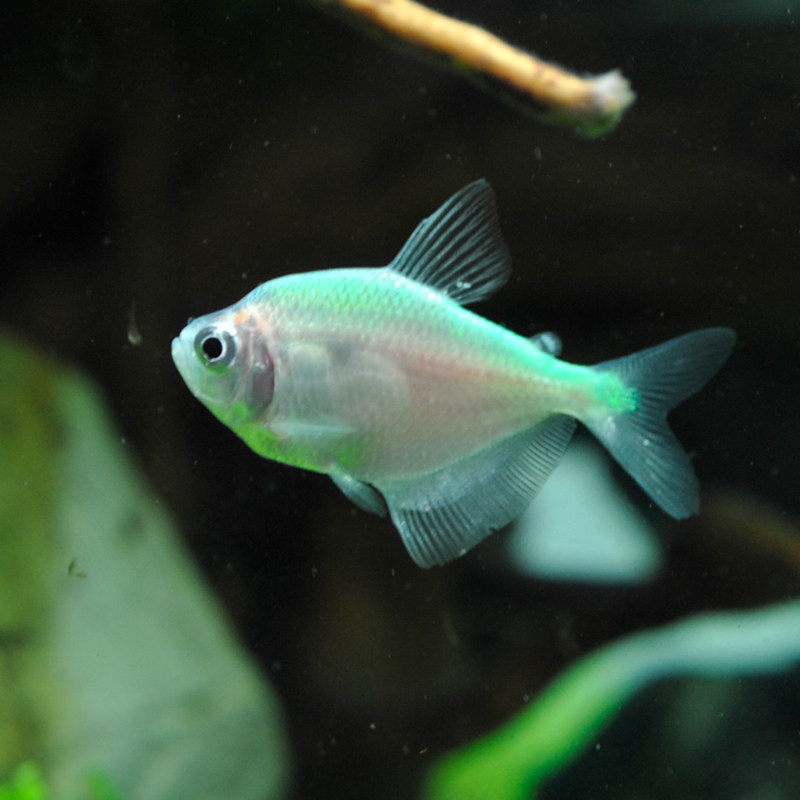 小型热带观赏鱼彩群接吻鱼亲嘴鱼亲亲淡水活体水族鱼