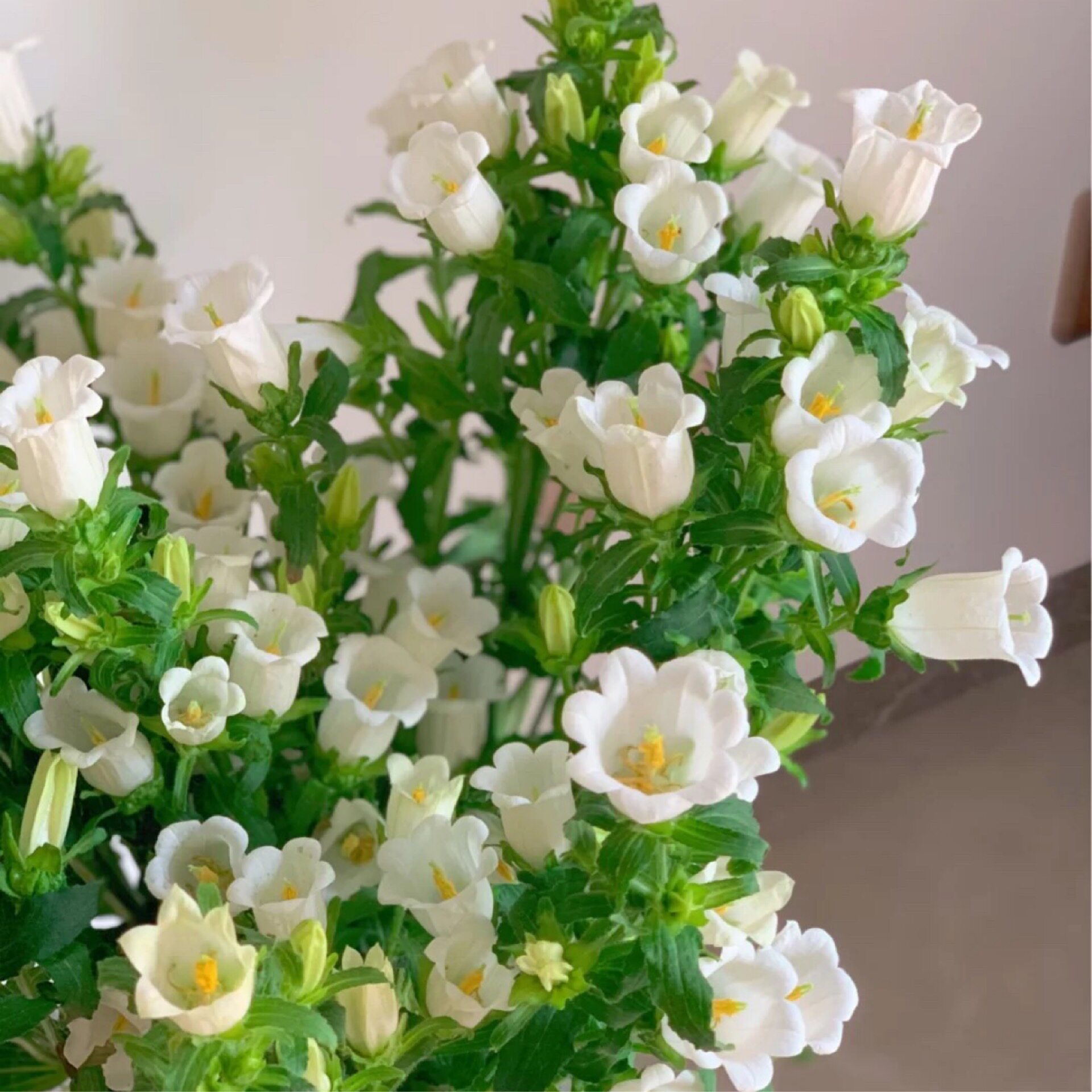 风铃雀梅云南基地地直发家用水养鲜切花白粉鲜花速递(同城)