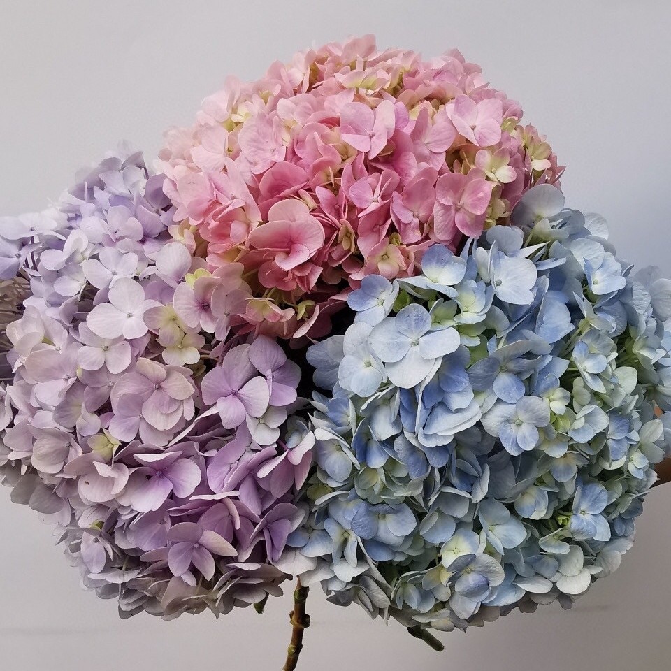 绣球云南南昆明基地直发家用水养鲜切花秋秋鲜花速递同城