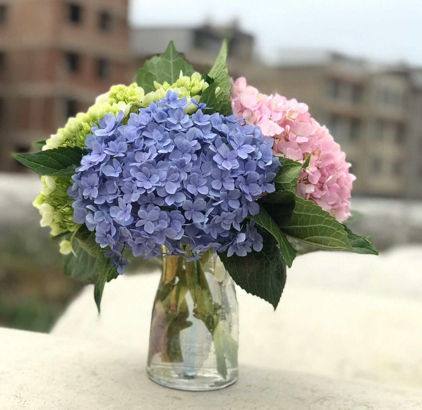 绣球云南南昆明基地直发家用水养鲜切花秋秋鲜花速递同城