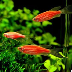 淡水群游红绿灯宝莲灯小型热带观赏鱼满包邮包活发货快店长推荐