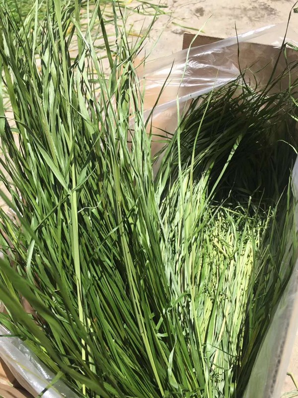 2021新提摩西草兔粮烘干提草兔子粮食荷兰猪龙猫兔饲料1000克一箱