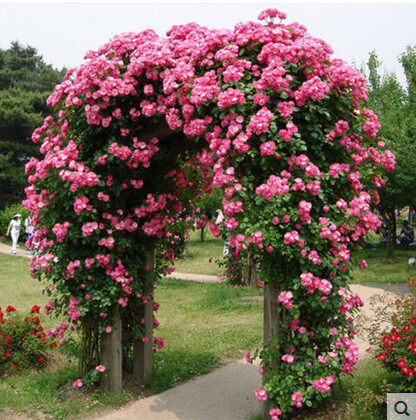 藤本月季花苗 爬藤之王 安吉拉 丰花月季 强烈推荐_7折现价9.9元