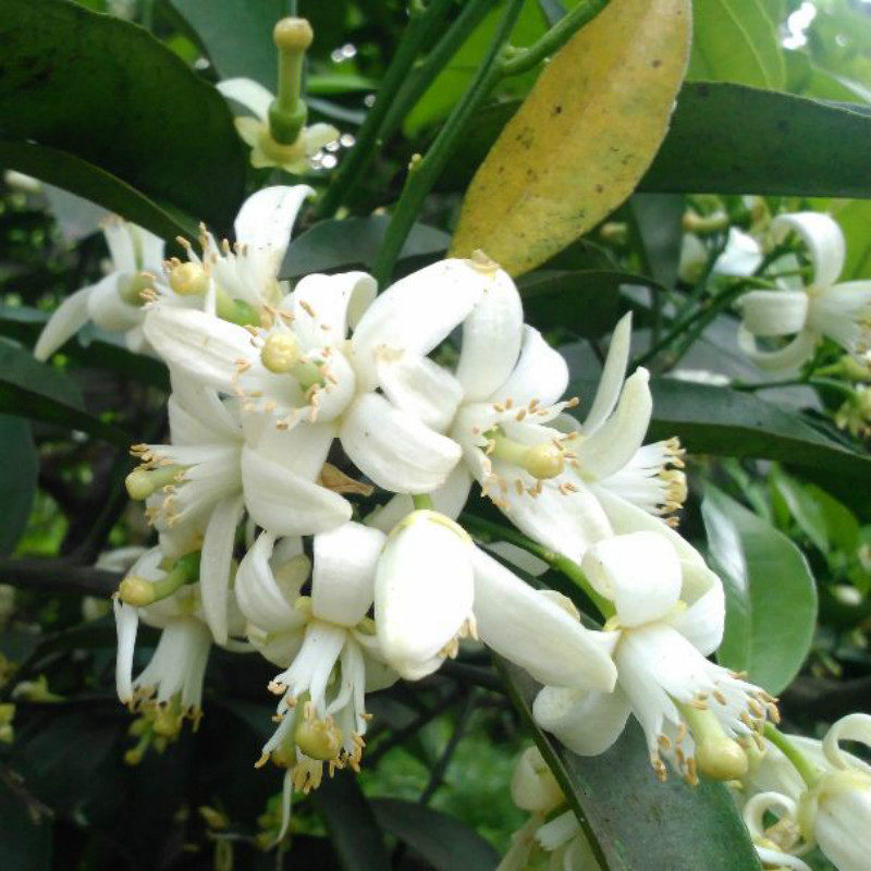 柑橘蜂蜜农家自产新鲜成熟橘子蜜桔子蜜柑橘花蜜2斤橙花蜜