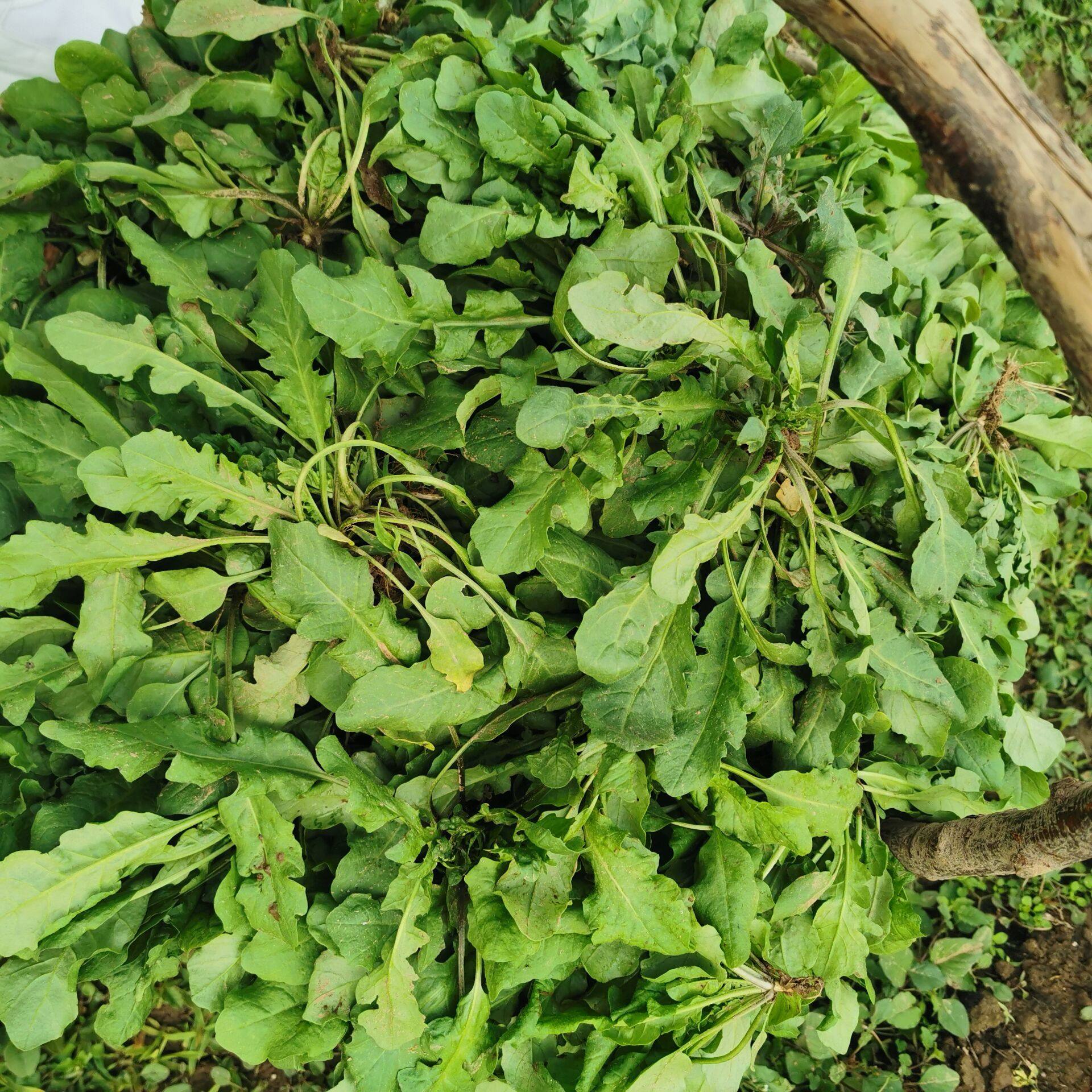 荠菜野菜种籽野生四季菜籽庭院盆栽地菜菜种荠菜