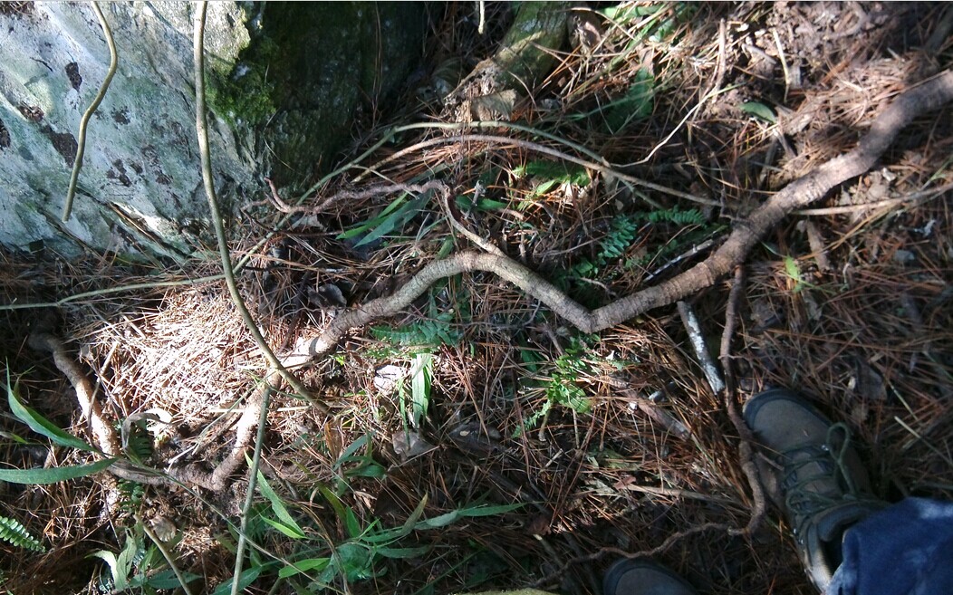过山野生中药材南蛇大南黄果藤纯根干品其他药食同源食品