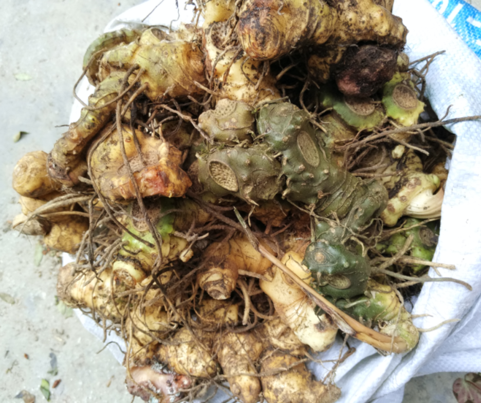 黄精山区纯正中药材老虎鸡头鸡爪干品500克提供传统滋补品其他