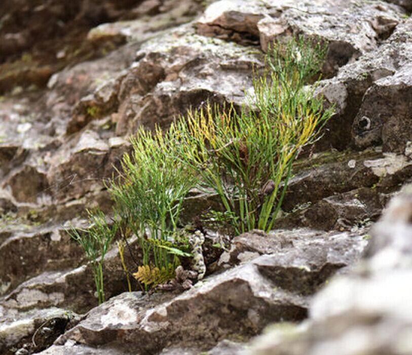 野生中药材石刷把 松叶蕨 石寄生 松叶兰 铁石松 竹寄生 新鲜品