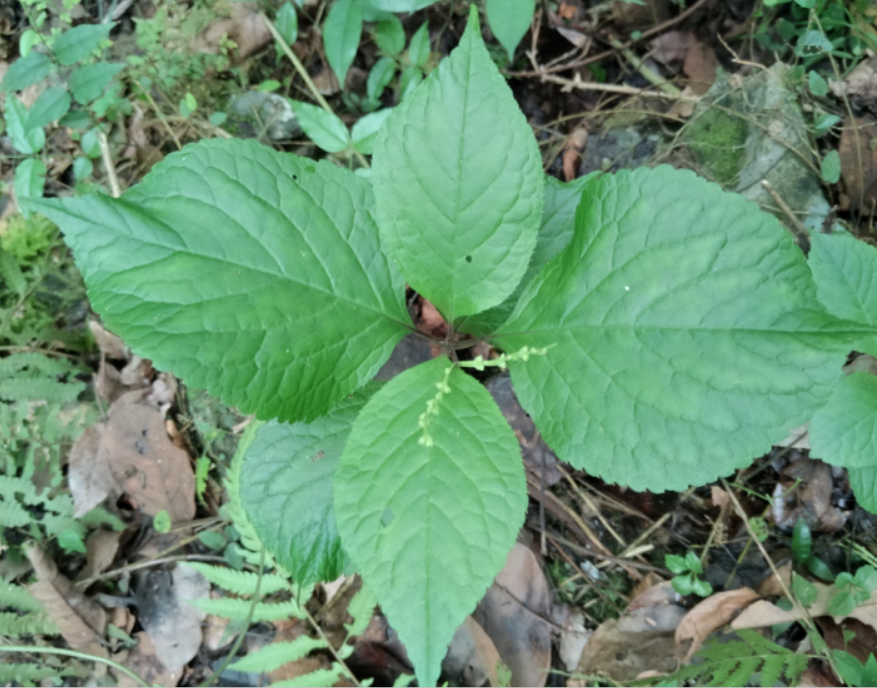 野生中草药四块瓦四大天王四叶莲及己金薄荷默认发货为干品