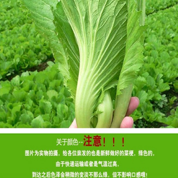 菜梗包邮1份4包正宗抚州临川新鲜芥菜泡菜脱水蔬菜