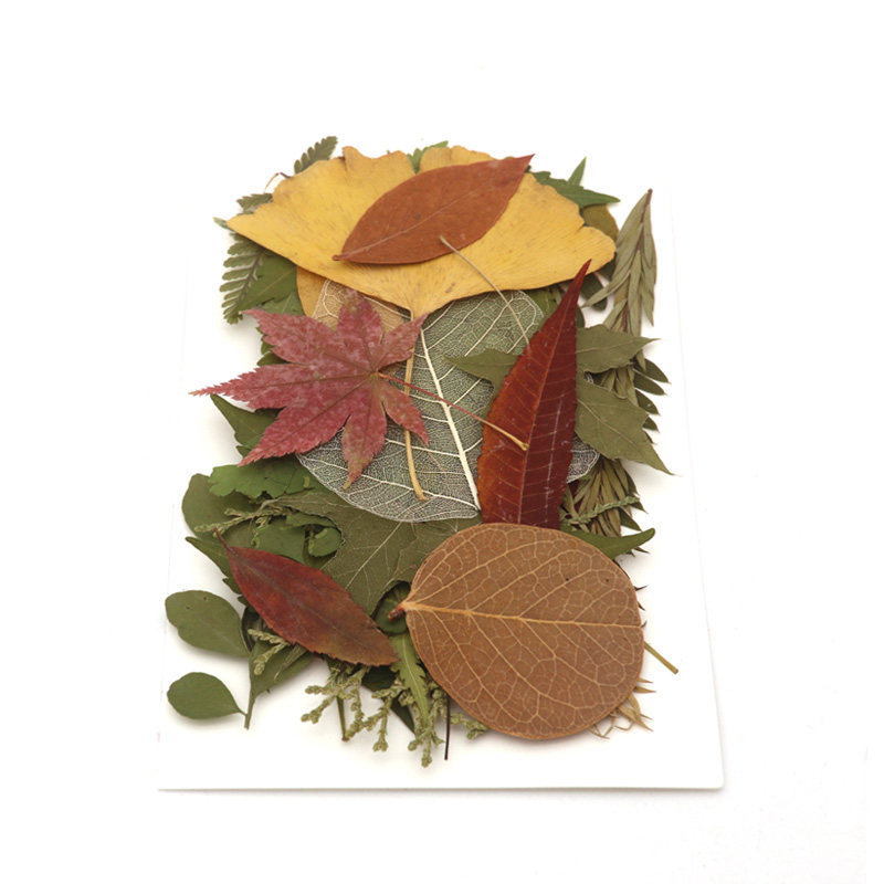 植物树叶多种天然标本合集diy贴画材料幼儿园干花