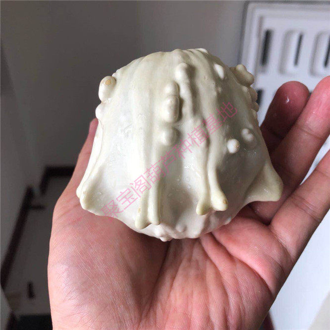 白色高桩海星疙瘩葫芦种子飞碟墨西哥盆栽特小葫芦