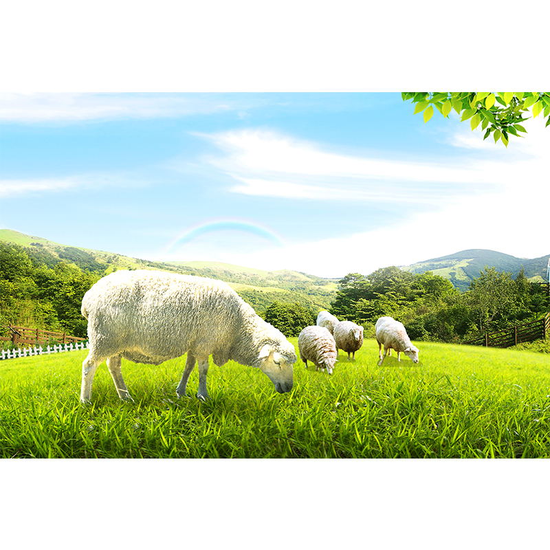 大草原羊群牛群风景画蓝天白云绿草地小绵羊羊吃草贴