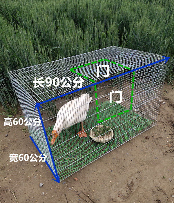 鹅笼鸽子家禽鸭鹅荷兰猪笼加高加大加粗加密笼子