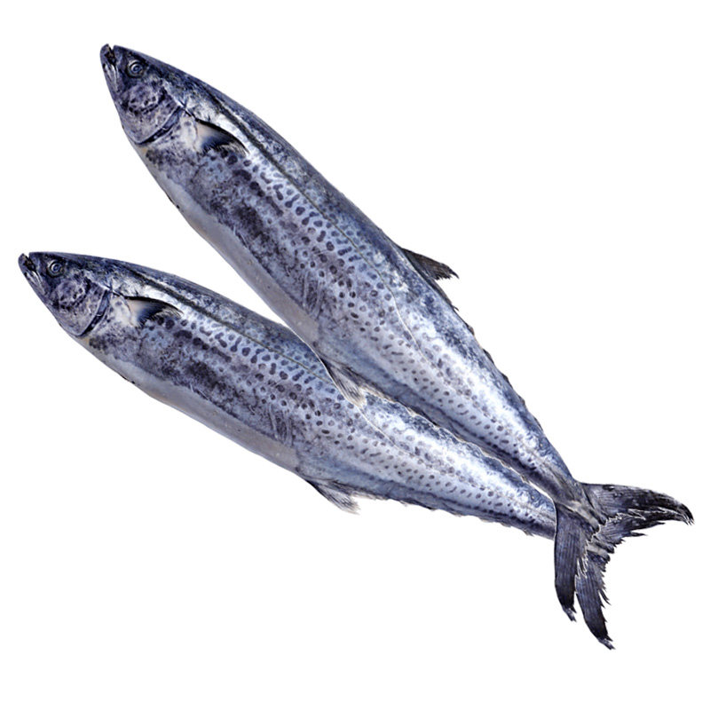 大鲅鱼新鲜鲜活海鲜水产青岛速冻1112斤马胶鱼新鲜冷冻马鲛鱼