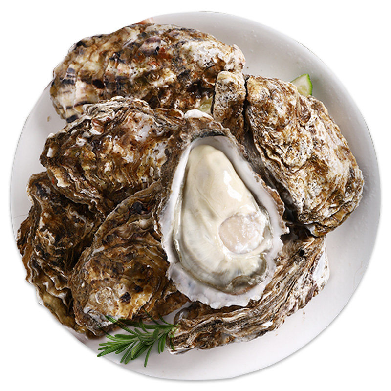 乳山生蚝鲜活特大10斤海鲜水产一箱海牡蛎带壳生生蚝