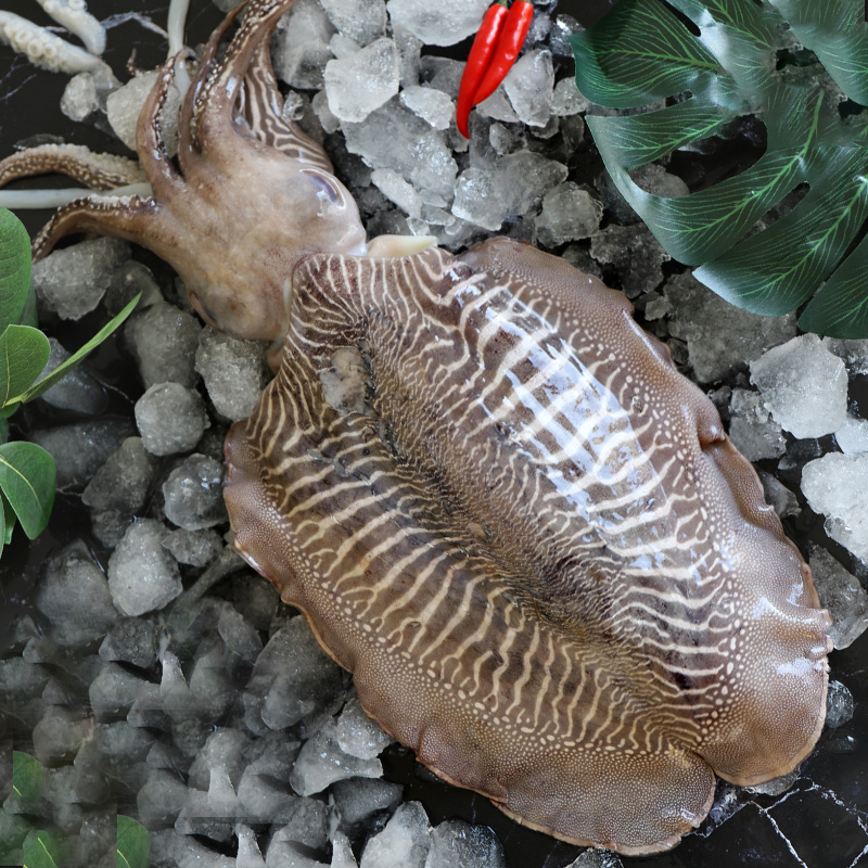 大墨墨鱼超大青岛海鲜水产鲜活八爪鱼乌贼7斤冷冻墨鱼