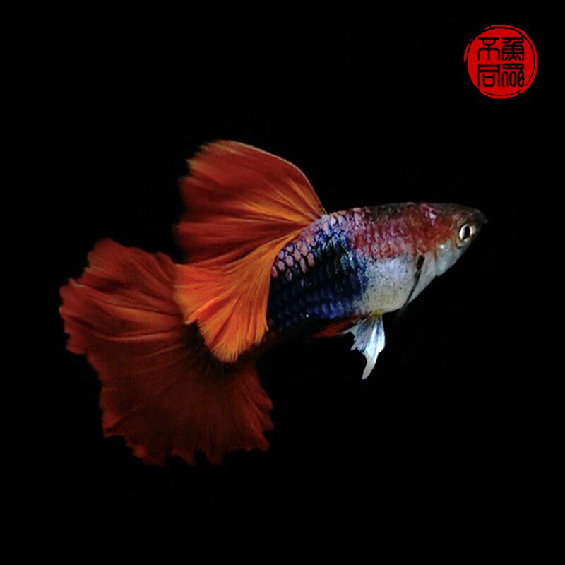 热带观赏孔雀巴西红褶折扇扇尾大背半月尾红鱼