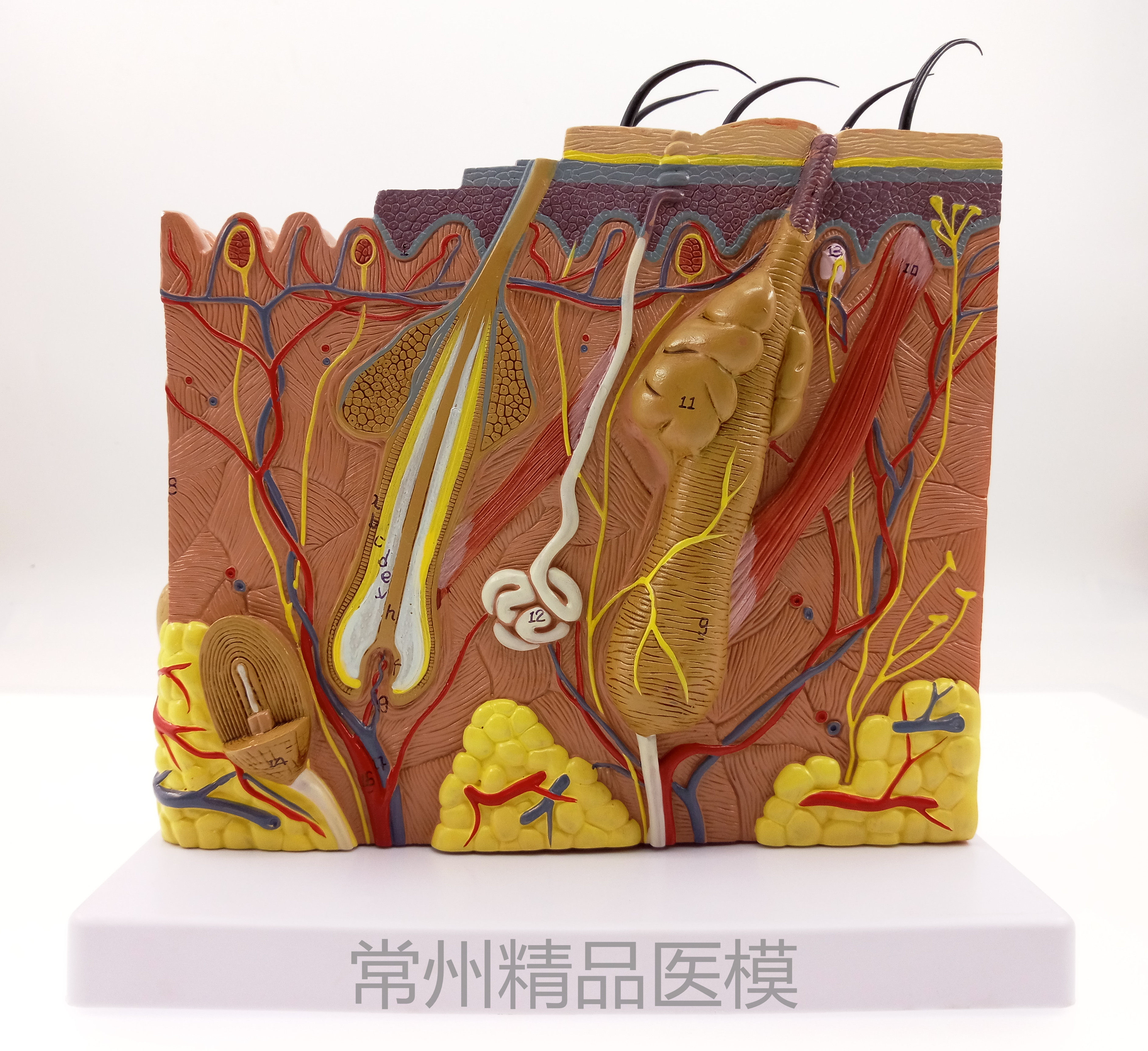 教学仿真立体皮肤模型70倍放大皮肤标本皮肤结构解剖美容整形教具