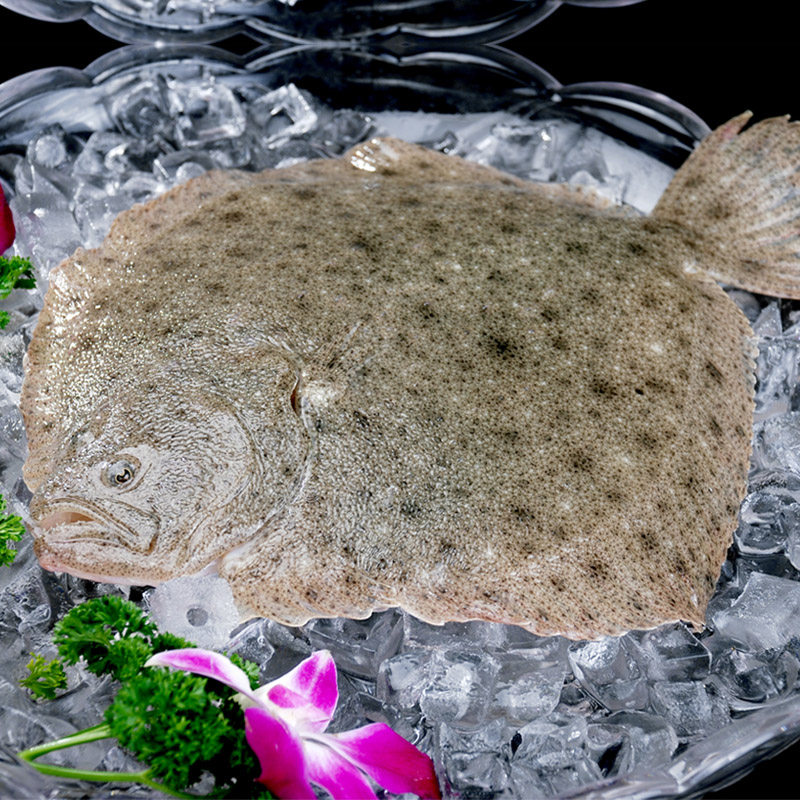 成都海鲜新鲜水产多宝鱼 约1斤/条鲜活 鸦片鱼多宝鱼同城配送包活