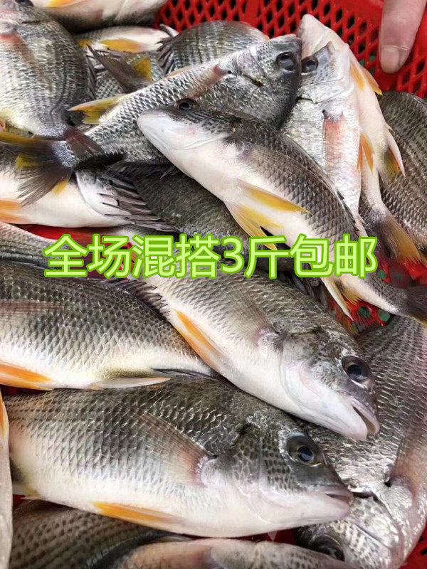 珍珠立鱼是淡水鱼吗珍珠立鱼是海鱼吗珍珠斑鱼是淡水鱼第2页大山谷图库 