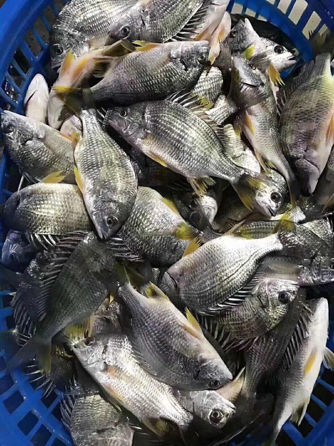 海鲜水产黄立鱼黄翅鱼黄墙鱼墙鱼野生黄仓鱼鲜活冷冻淡水鱼类