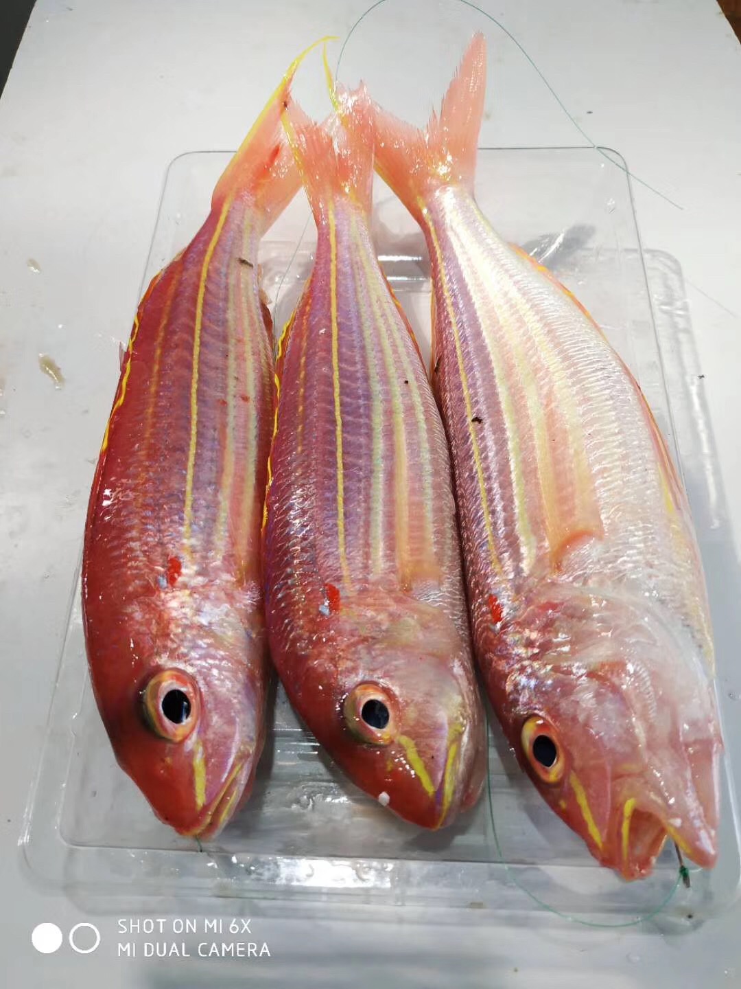 海钓野生红衫鱼金三线金丝潮汕海鱼海鲜水产淡水鱼类