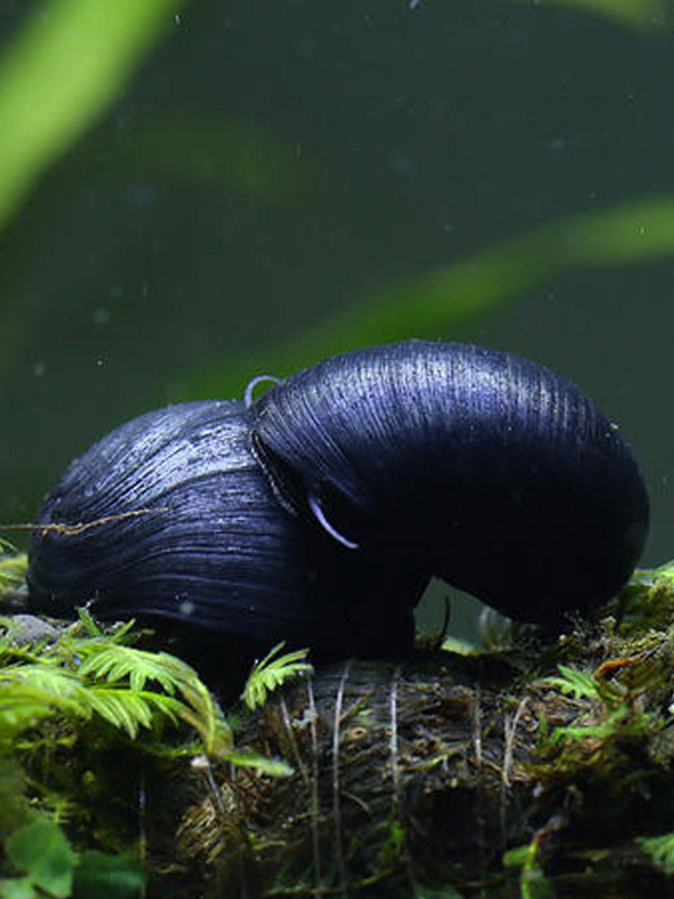 观赏螺水草缸吃藻清理助手不吃草鱼缸清理草造景工具螺宠物螺包邮