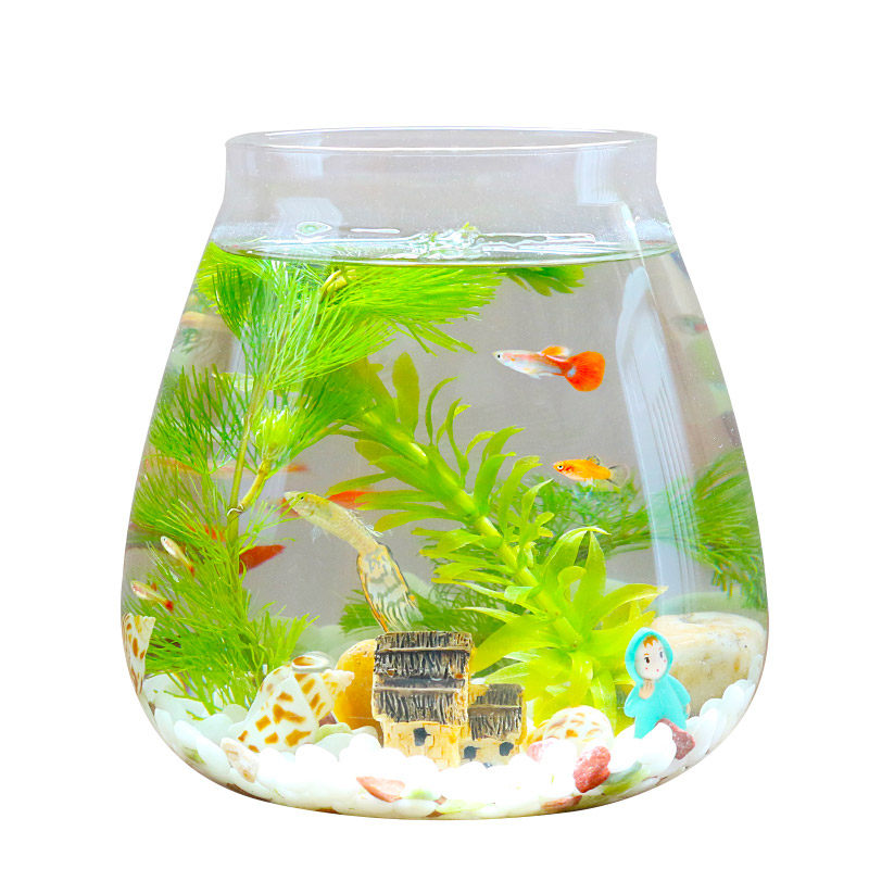 生态瓶鱼微景观免换桌面景观小鱼水族办公室客厅创意造景小鱼缸鱼