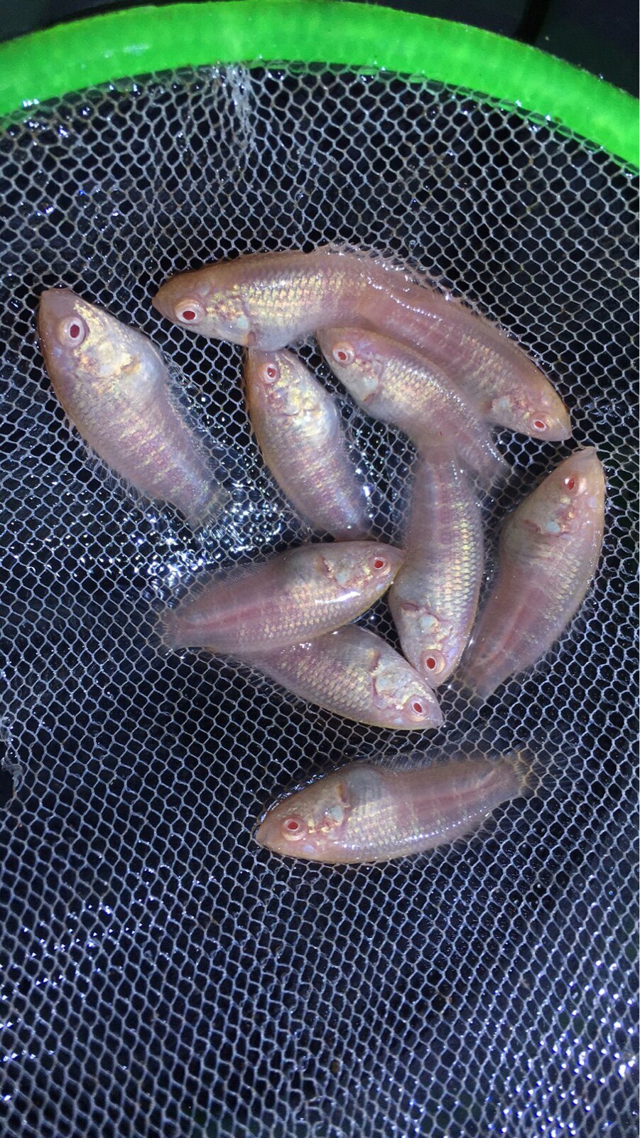 白化斗鱼中国白兔国斗鱼苗玉兔红眼普叉蓝叉鱼