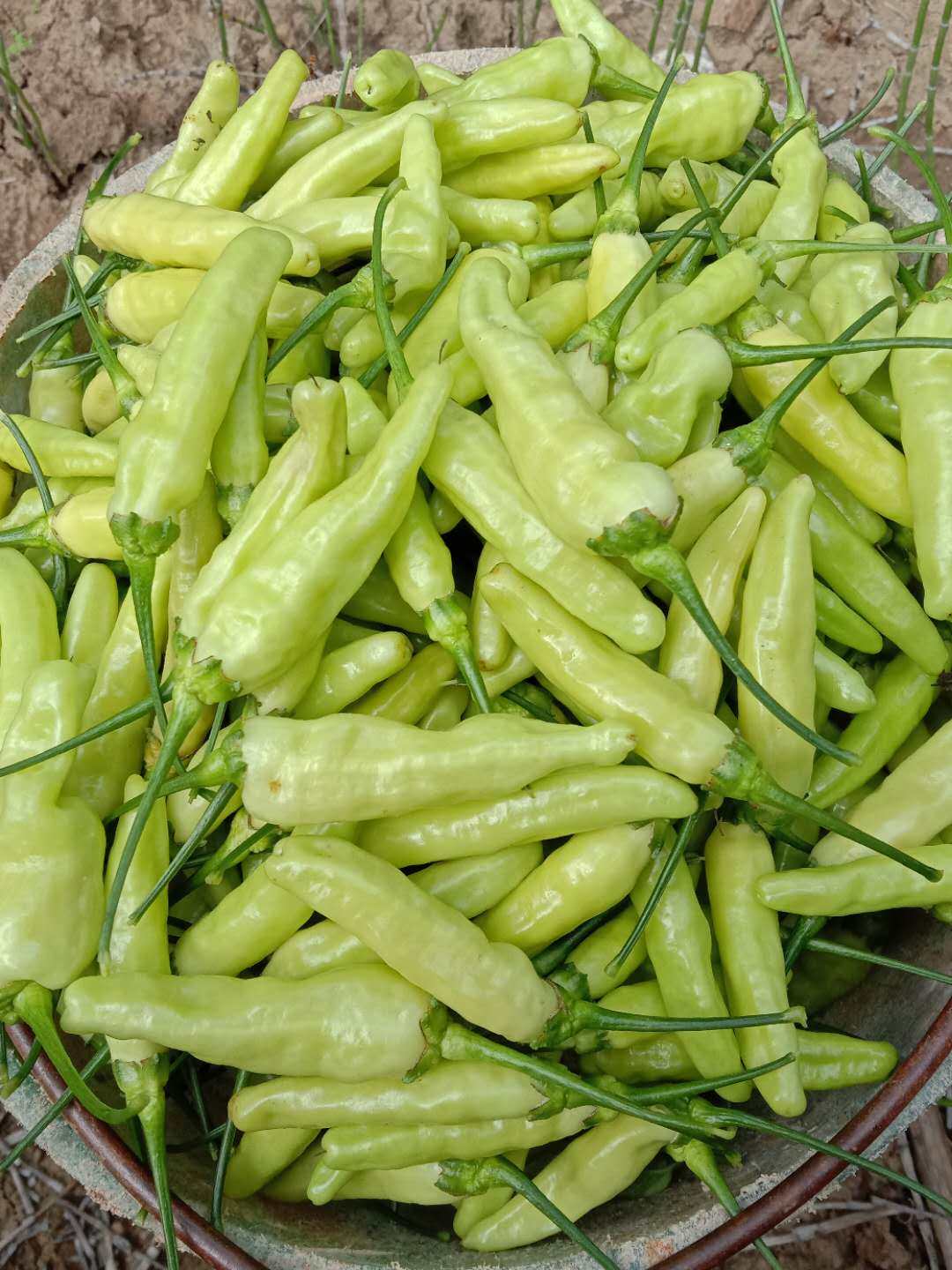 5斤新鲜小米米辣椒现摘现发云南南特辣白小米椒辣椒