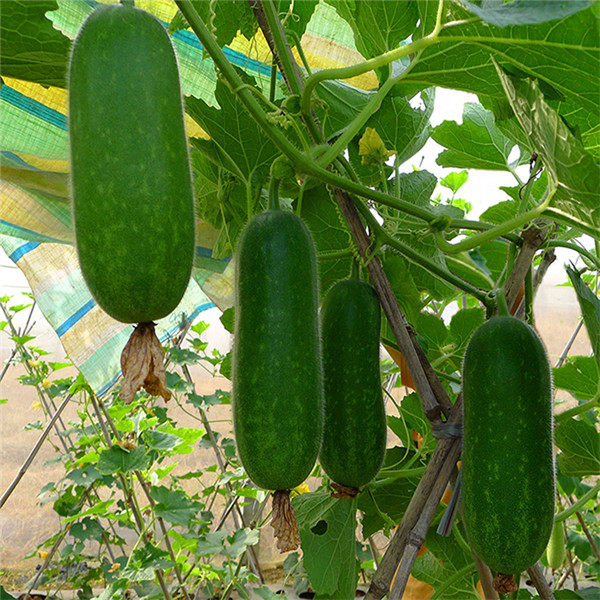 林庄园广东毛节瓜400g个 新鲜时鲜蔬菜 江浙沪皖5件顺丰包邮 - 价格9.