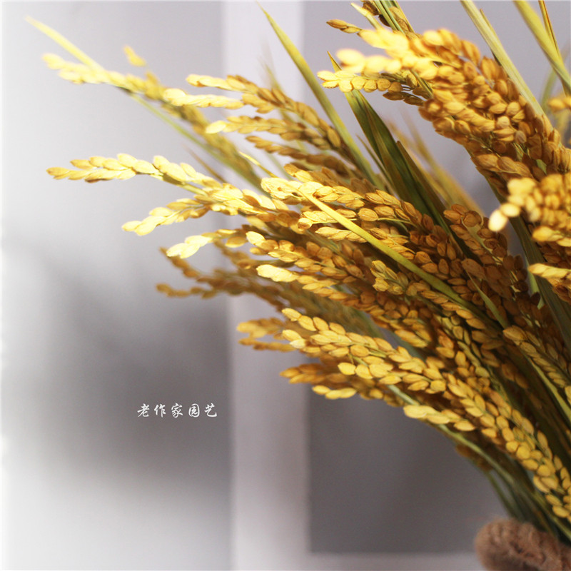 天然天然水水稻稻穗稻谷干花装饰家居装饰阳台桌面干花