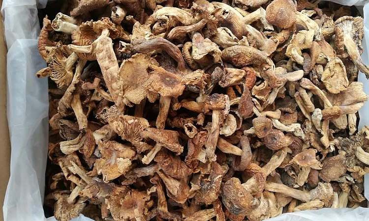 湖南邵阳土特产野生油辣菇正宗野生菌特产养生菌子野生蘑菇包邮