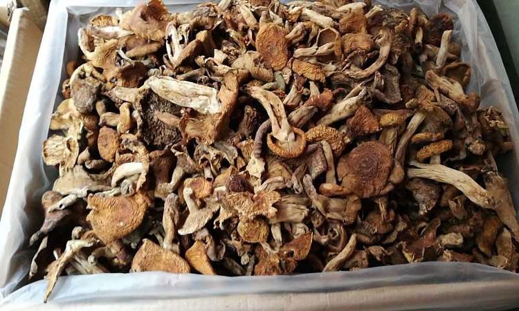 湖南邵阳土特产野生油辣菇正宗野生菌特产养生菌子野生蘑菇包邮