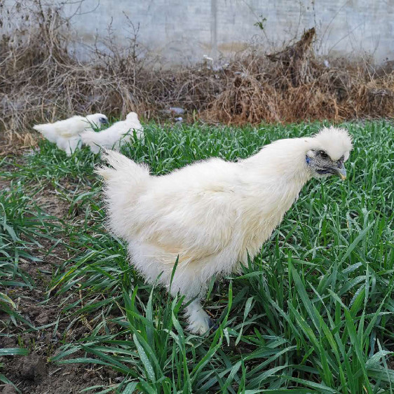 散养泰和竹丝白羽乌骨鸡活苗白凤乌鸡母鸡孕妇整鸡