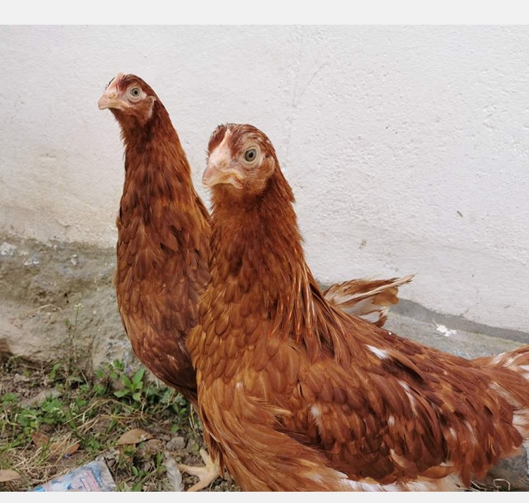 海兰母苗鸡活青年王青年产蛋土鸡褐下半大粉壳整鸡