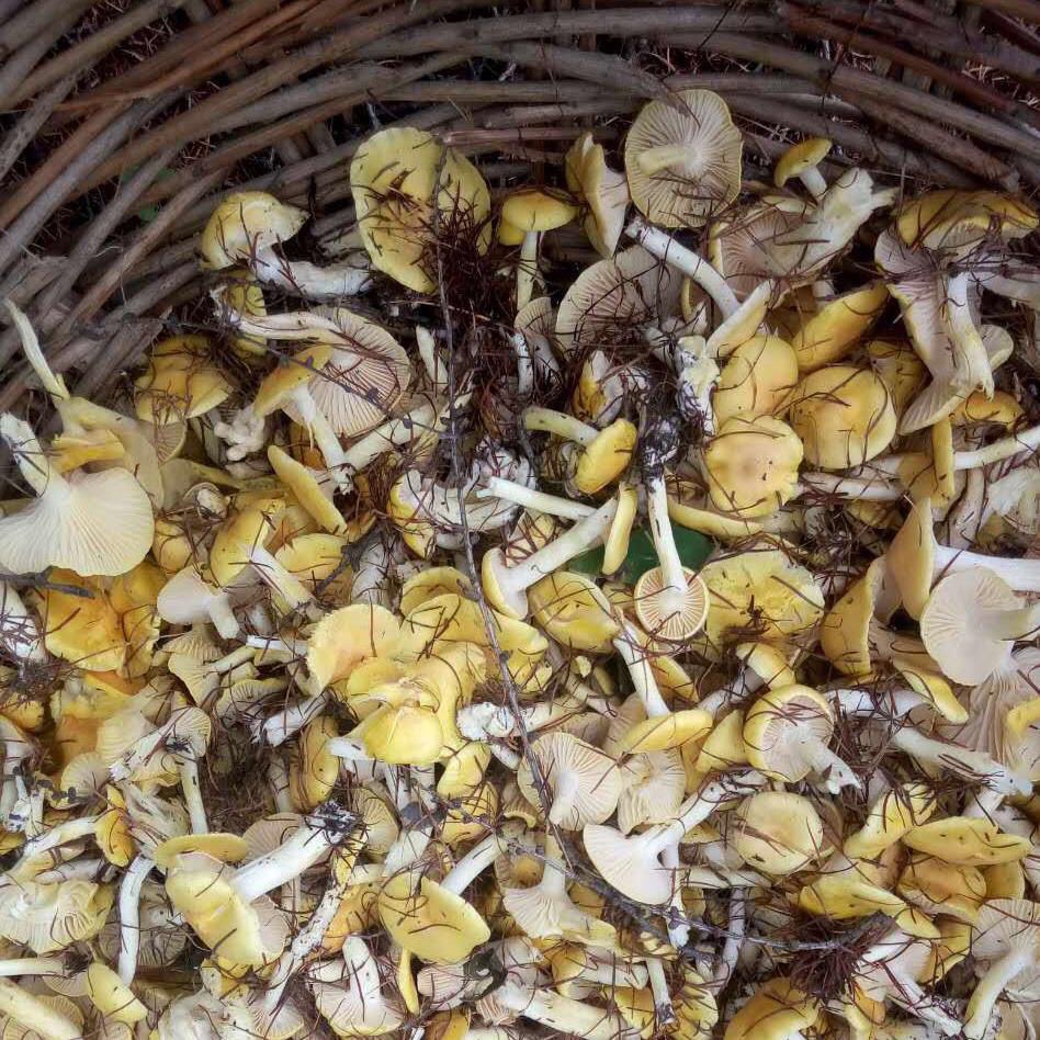 250g 干山珍年货黄菇 野山菌干货 长白山小黄蘑 东鼻 生小黄蘑菇