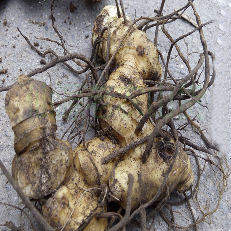 鸡头老虎鸡爪黄金姜黄金野生黄精深山广西煲汤其他药食同源食品