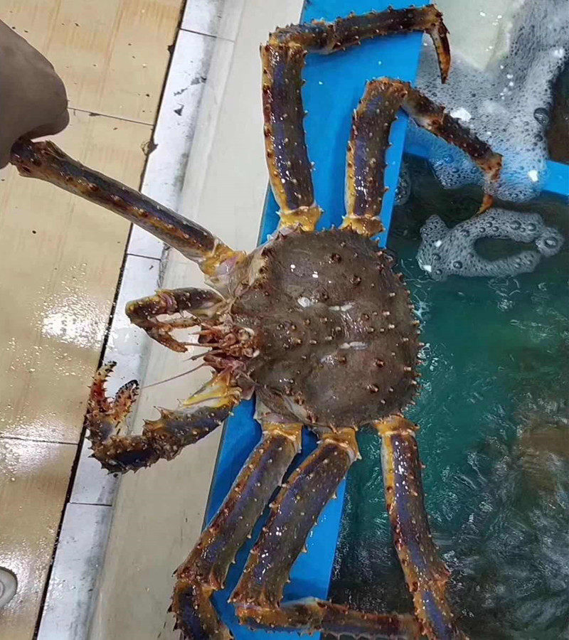 帝王鲜活俄罗斯时价长脚蜘蛛刺蟹皇帝海鲜鳕蟹